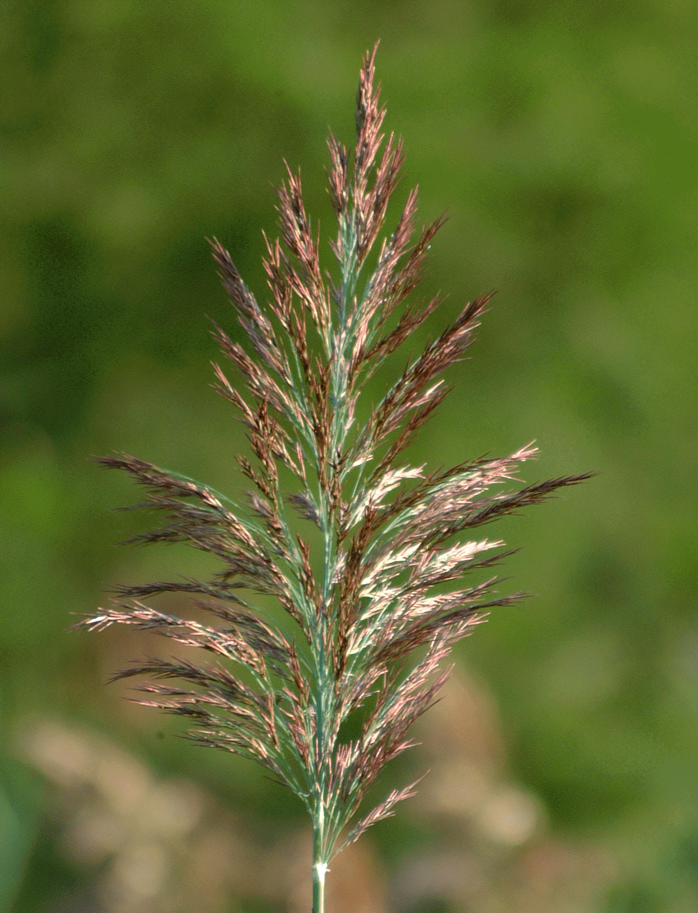 phragmites